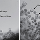 Image by Chinese Academy of Sciences/China Daily